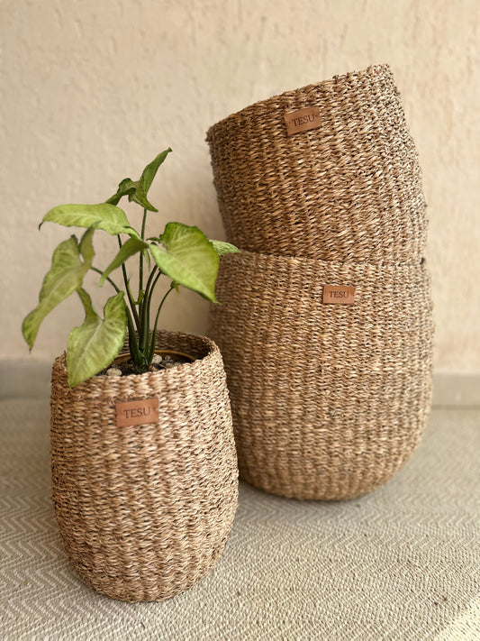 Seagrass Plant Holder - TESU