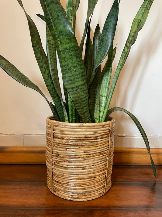 Spiral Designer Cane Planter for home corner handmade tesu