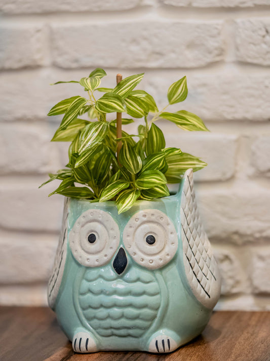 Owl Ceramic Planters - Set of 2