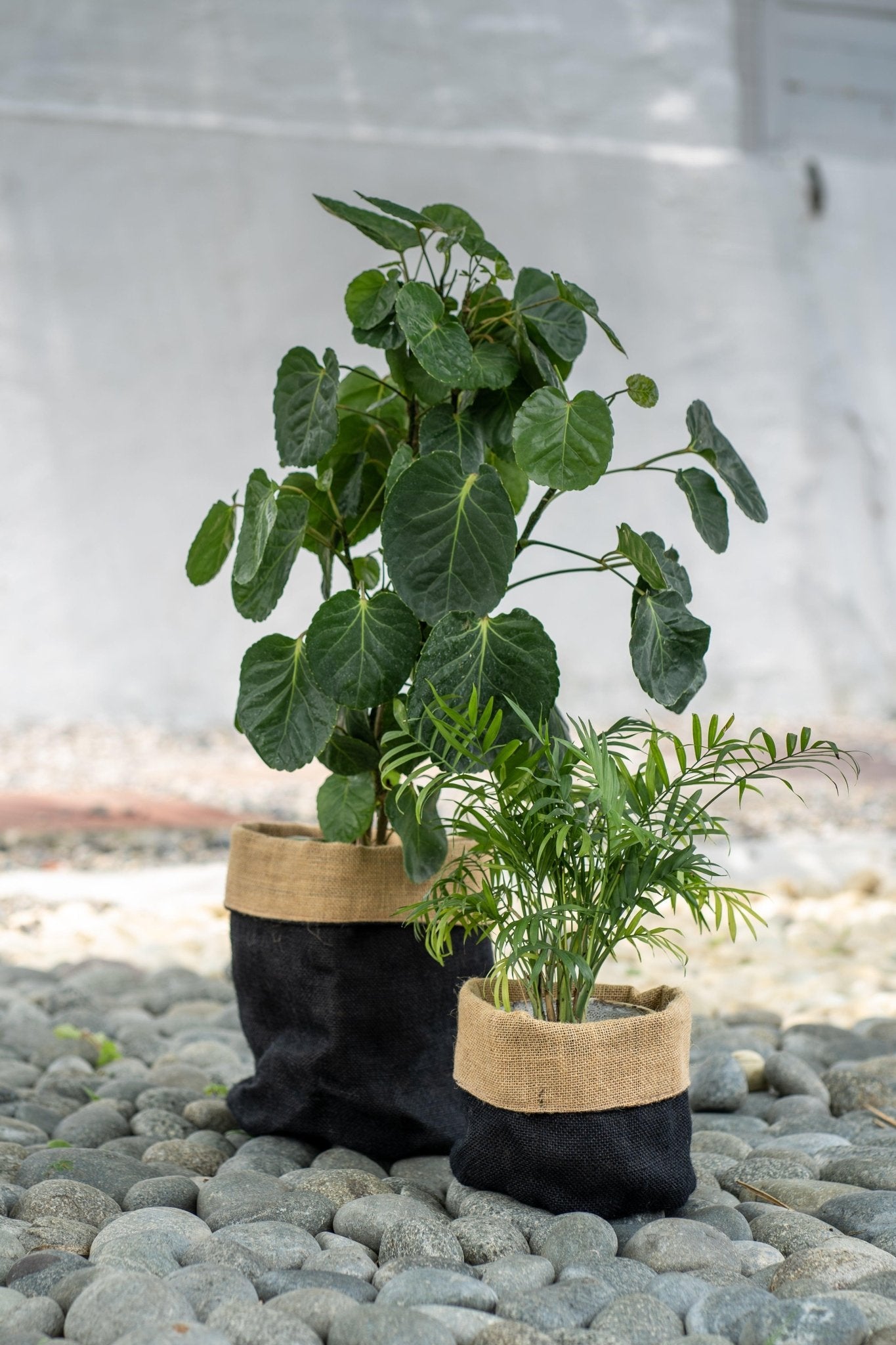 Jute Planter Bags - TesuPlanter