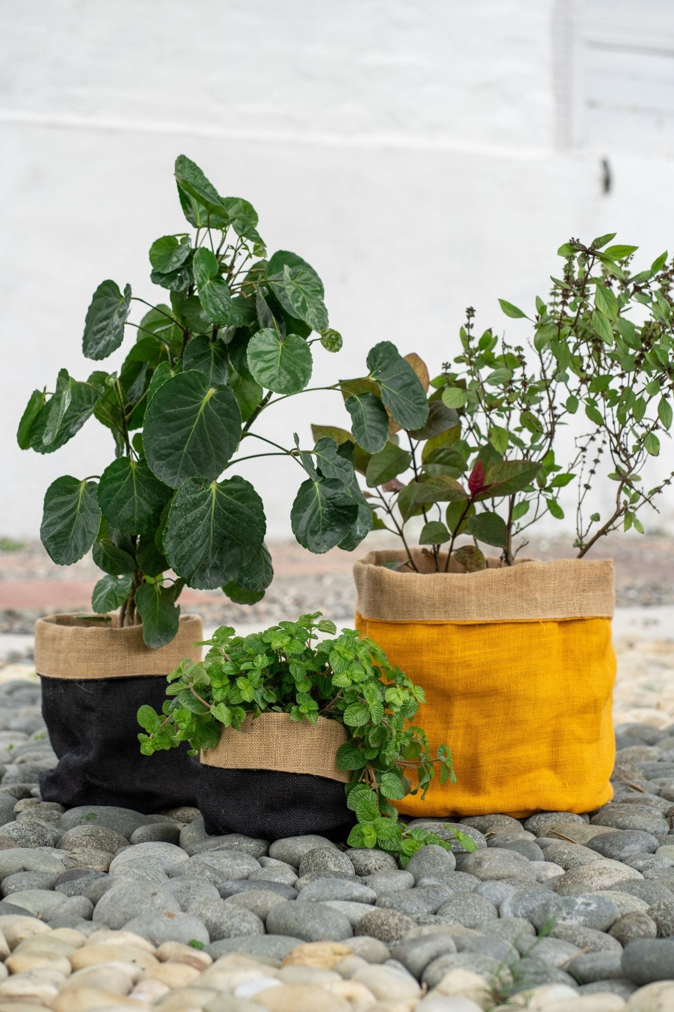 Jute Planter Bags - TesuPlanter