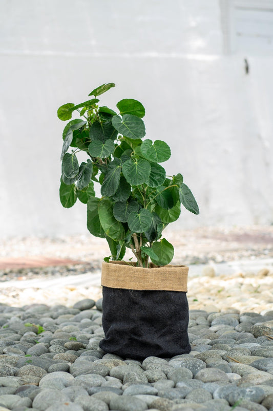 Jute Planter Bags - TesuPlanter