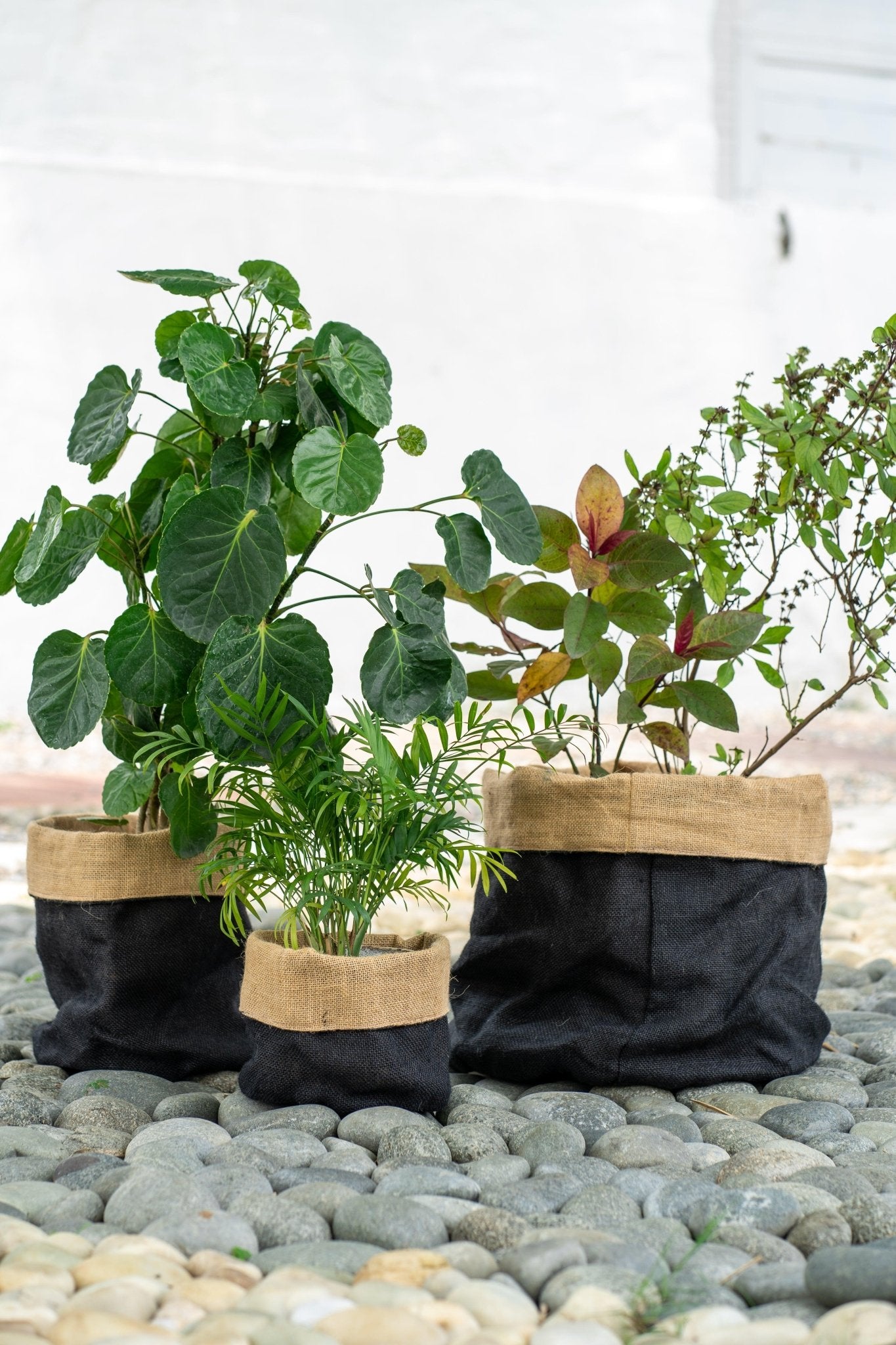 Jute Planter Bags - TesuPlanter