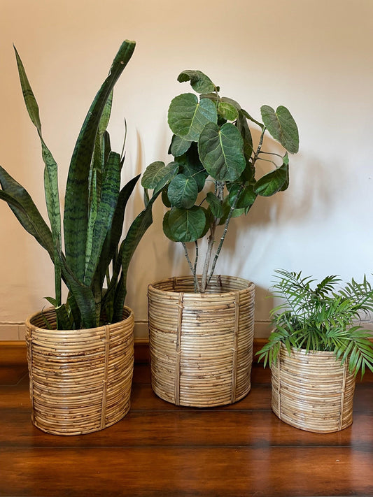 Spiral Designer Cane Planter - TesuPlanter