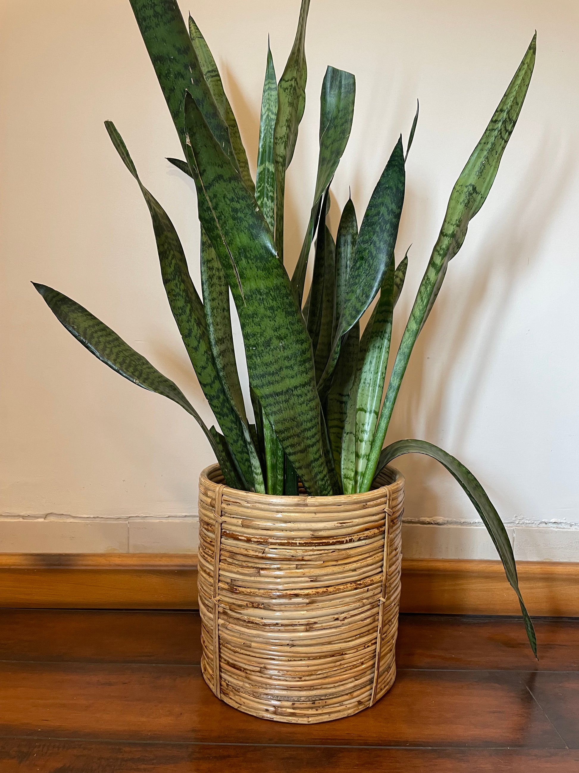 Spiral Designer Cane Planter for home corner handmade tesu